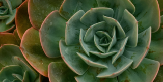 UCLA – Analysing On-Screen Sustainable Behaviour and Message Placements