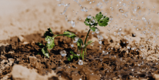 SECOYA ECO PRODUCTION – Green Screen Report